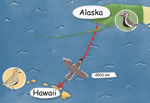 Von Alaska nach Hawaii